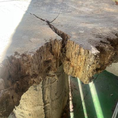 Cypress Tree Table (Y-MG)