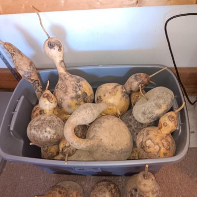 LARGER DRIED GOURDS