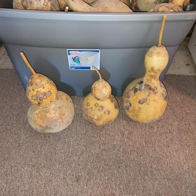 LARGER DRIED GOURDS