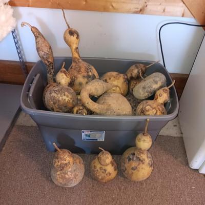 LARGER DRIED GOURDS