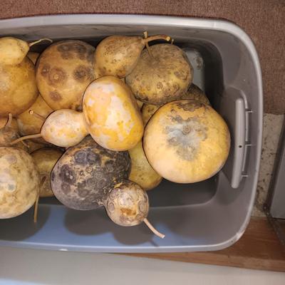 VARIOUS SIZES OF DRIED GOURDS
