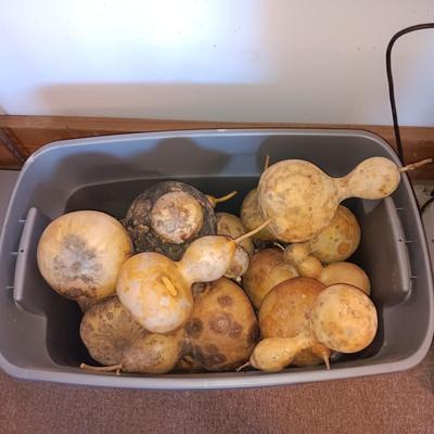 VARIOUS SIZES OF DRIED GOURDS