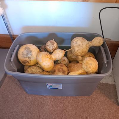 VARIOUS SIZES OF DRIED GOURDS