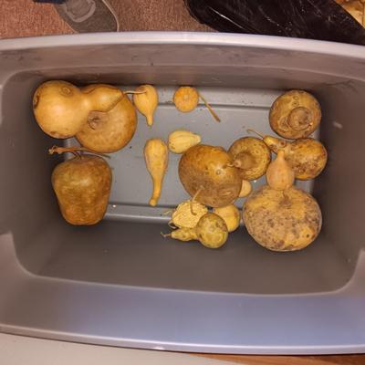 VARIOUS SIZES OF DRIED GOURDS