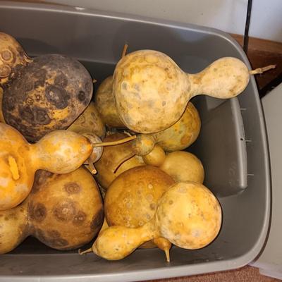 VARIOUS SIZES OF DRIED GOURDS