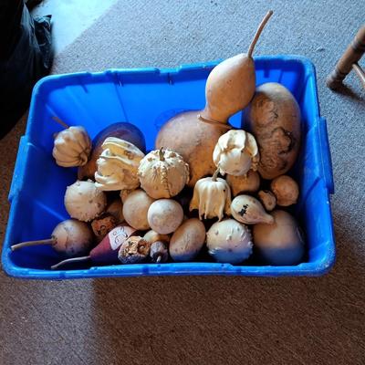 SMALL - MEDIUM DRIED GOURDS