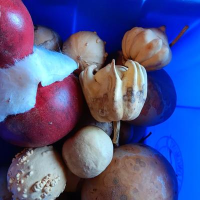 SMALL - MEDIUM DRIED GOURDS