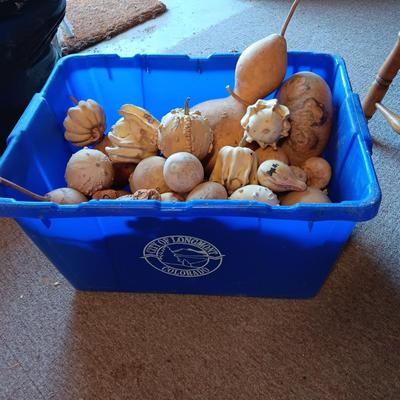 SMALL - MEDIUM DRIED GOURDS