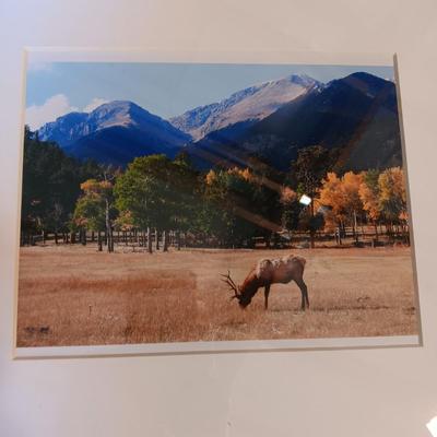 BARN WOOD FRAME WITH ROPE AND BARBED WIRE ACCENTS, CAST IRON ROOSTER & PHOTO OF AN ELK
