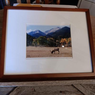 BARN WOOD FRAME WITH ROPE AND BARBED WIRE ACCENTS, CAST IRON ROOSTER & PHOTO OF AN ELK