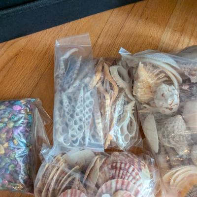 New In The Bag Seashells & Colored Sand