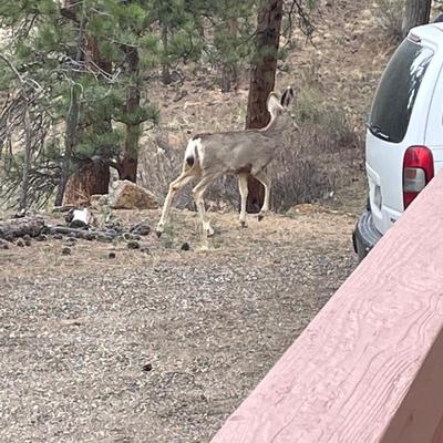 Lot 170 Nothing to see here...oh Deer!