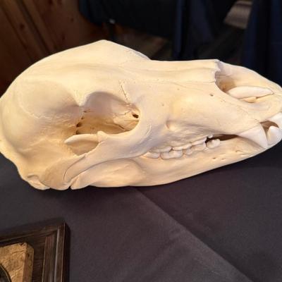 Real Grizzly Bear Skull