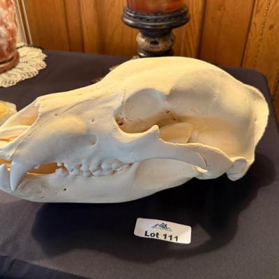 Real Grizzly Bear Skull