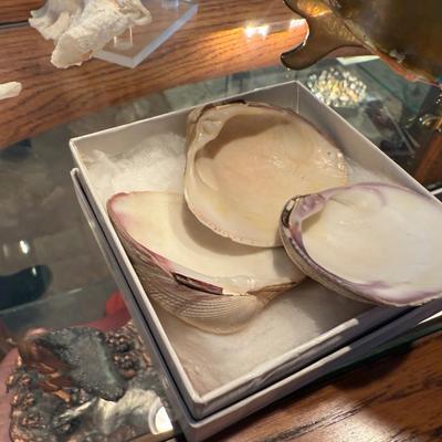 Collection of 6 Seashells - 2 Conch, 1 lg. Abalone & 3 small