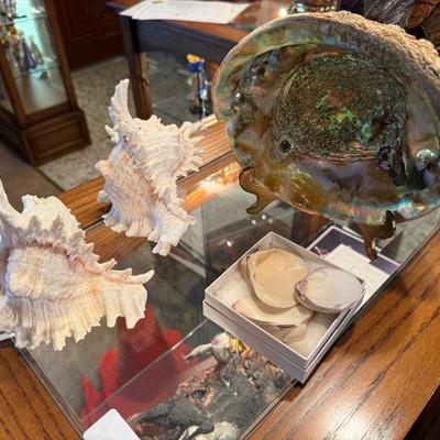 Collection of 6 Seashells - 2 Conch, 1 lg. Abalone & 3 small
