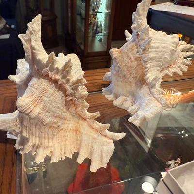 Collection of 6 Seashells - 2 Conch, 1 lg. Abalone & 3 small