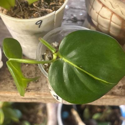 Philodendron heart leaf live plant