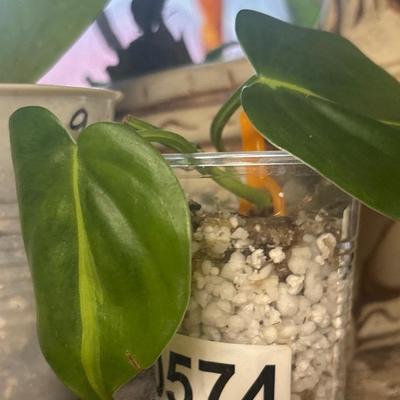 Philodendron heart leaf live plant