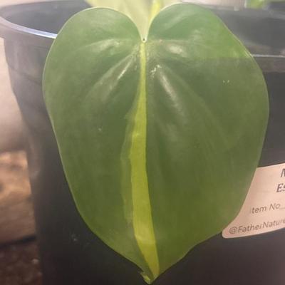 Philodendron Brazil Live plant cutting