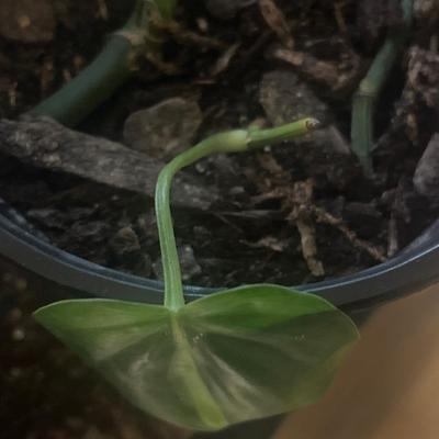 Philodendron Brazil Live plant cutting