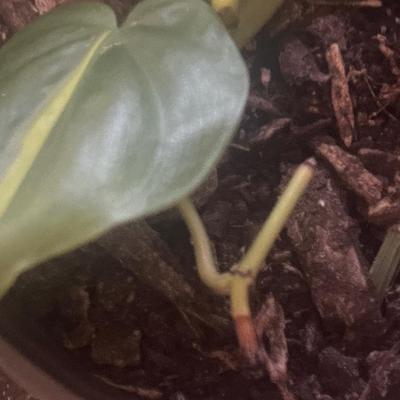 Philodendron Brazil Live plant cutting