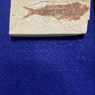 Fish Fossils