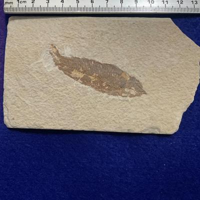 Fish Fossils