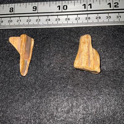 Fossilized Horse Teeth