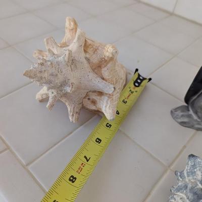 Conch Shells & Bottlenose Dolphin Figure