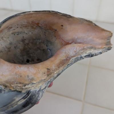 Conch Shells & Bottlenose Dolphin Figure
