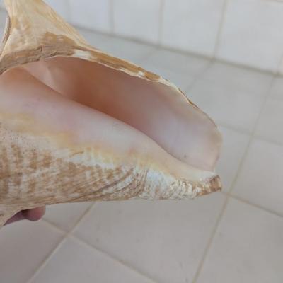 Conch Shells & Bottlenose Dolphin Figure
