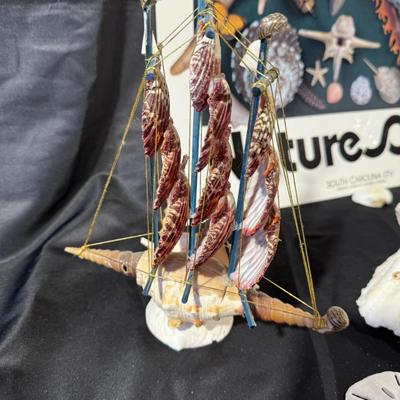 The beach lovers sea shell collection