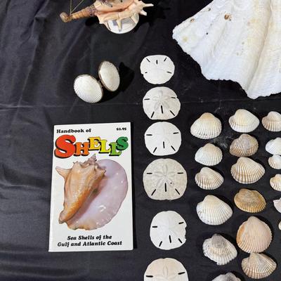 The beach lovers sea shell collection