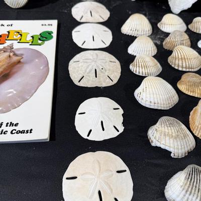 The beach lovers sea shell collection