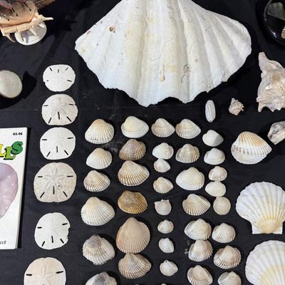 The beach lovers sea shell collection