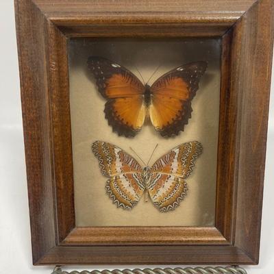 Butterfly Design Mounted and Framed Butterflies