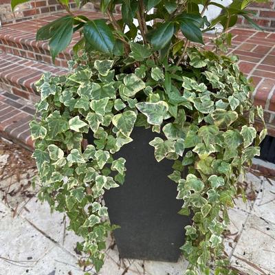 PLANTER WITH PLANTS