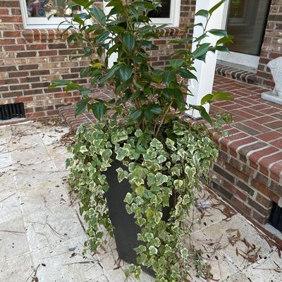 PLANTER WITH PLANTS