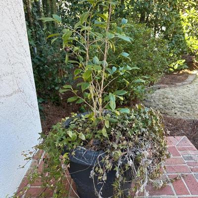 PAIR PLANTERS WITH PLANTS
