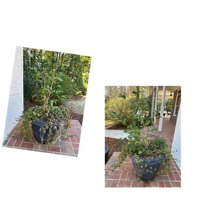 PAIR PLANTERS WITH PLANTS