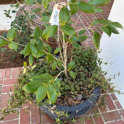 PAIR PLANTERS WITH PLANTS