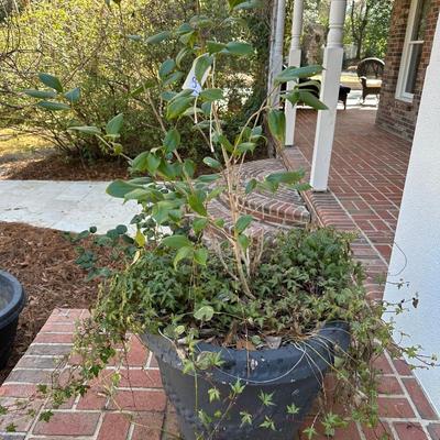 PAIR PLANTERS WITH PLANTS