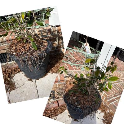 black planters with plants