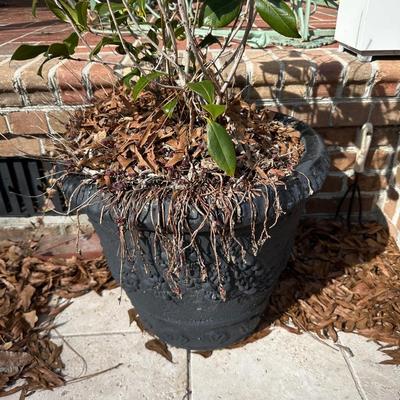 black planters with plants