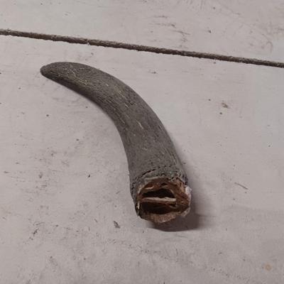 STEER? SKULL