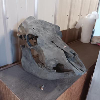 STEER? SKULL