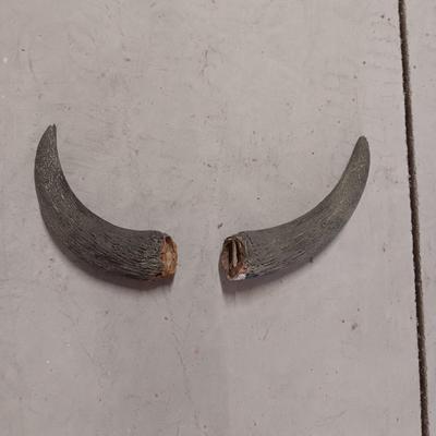 STEER? SKULL