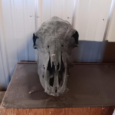 STEER? SKULL