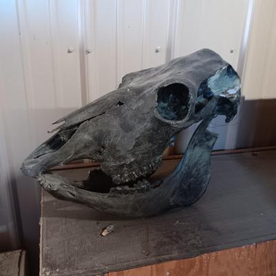 STEER? SKULL